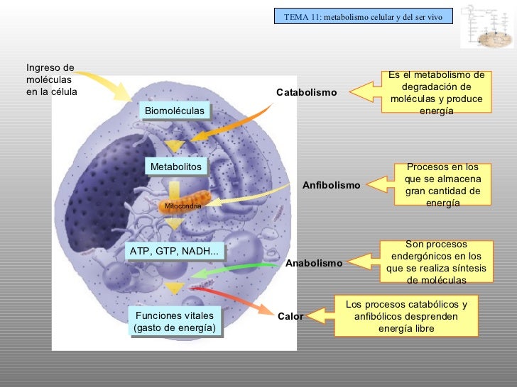 T11 metabolismo