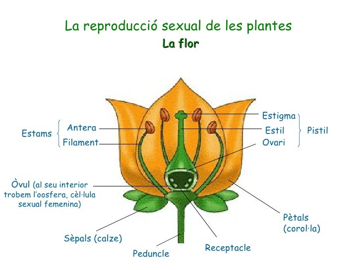 Reproducció Plantes
