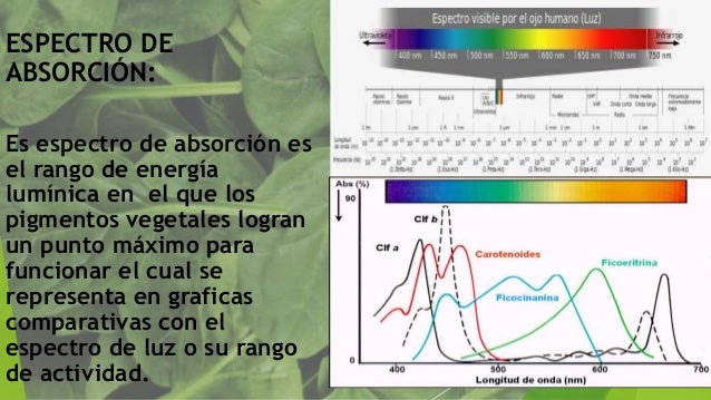 Resultat d'imatges de longitud d'ona de les clorofil·les alfa i beta