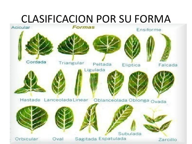Taller de clasificacion de hojas Taller de clasificacion de hojas