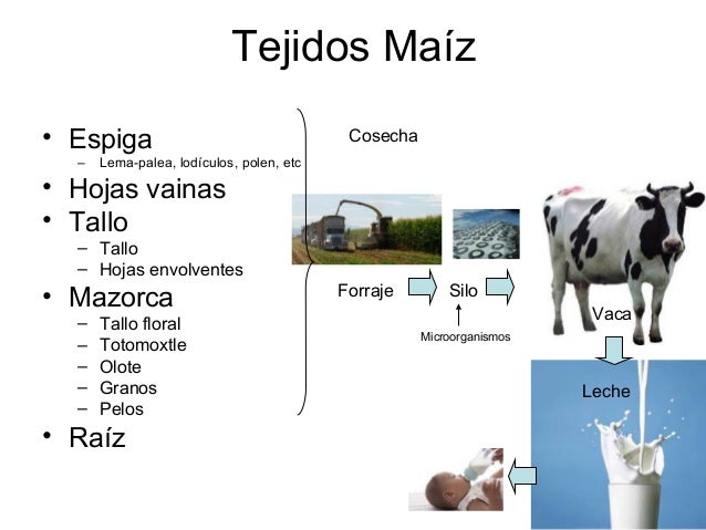 presentacion de bienvenida 1er taller nacional de maiz forrajero presentacion de bienvenida 1er taller nacional de maiz presentacion de bienvenida 1er taller nacional de maiz forrajero presentacion de bienvenida 1er taller nacional de maiz