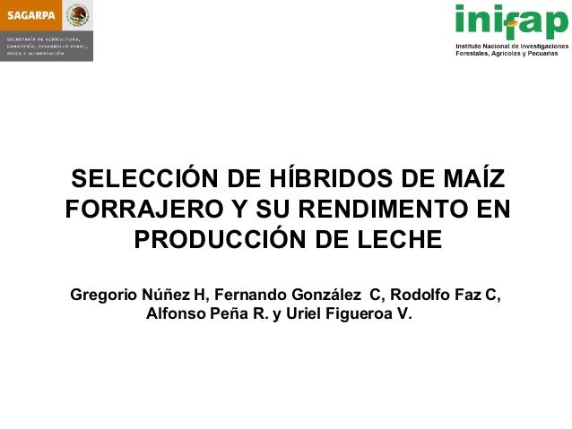 presentacion de bienvenida 1er taller nacional de maiz forrajero seleccion de hybridos de maiz forrajero y su rendimiento presentacion de bienvenida 1er taller nacional de maiz forrajero seleccion de hybridos de maiz forrajero y su rendimiento