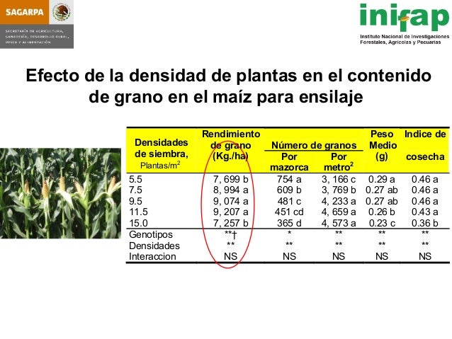 seleccion de hybridos de maiz forrajero y su rendimiento en produccio seleccion de hybridos de maiz forrajero y su rendimiento seleccion de hybridos de maiz forrajero y su rendimiento en produccio seleccion de hybridos de maiz forrajero y su rendimiento