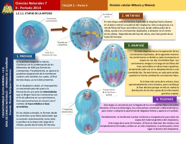 COLEGIOENRIQUEOLAYAHERRERA–I.E.D.
ÁREADECIENCIASNATURALES–JORNADADELAMAÑANA
Docente:RicardoRodríguezSalamanca
Ciencias Nat...