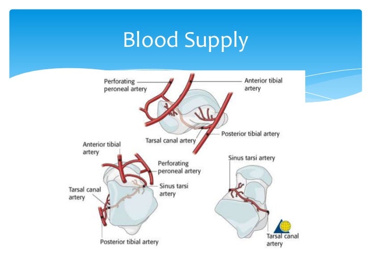 Talus anatomy, blood supply & fractures