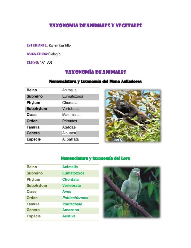 ELEFANTE TAXONOMIA elefante taxonomia: