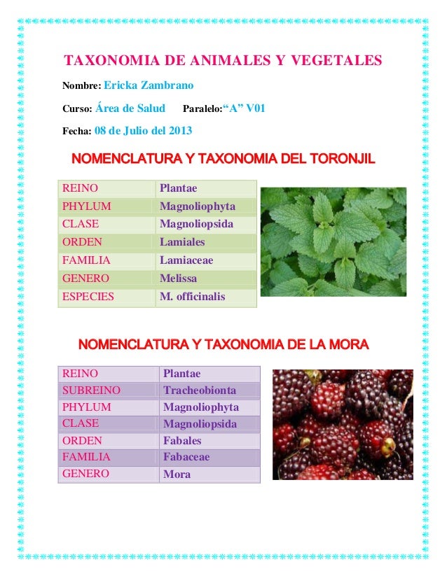Taxonomia de animales y vegetales