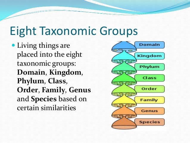what are the eight taxonomic categories