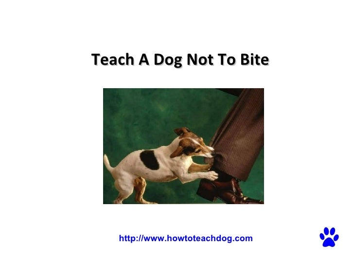 Teach A Dog Not To Bite