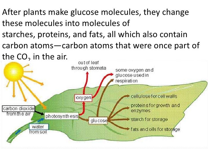 CARBON AND NITROGEN CYCLES (Teach)