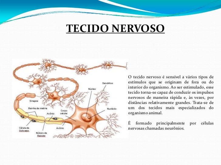 Encontrado Em Vários órgãos Ocos Do Corpo