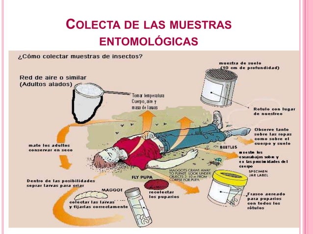 Tecnicas De Muestreo Ppt