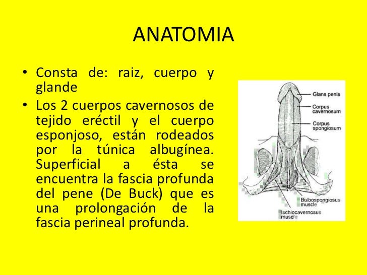 Los ejercicios para el aumento del miembro el efecto