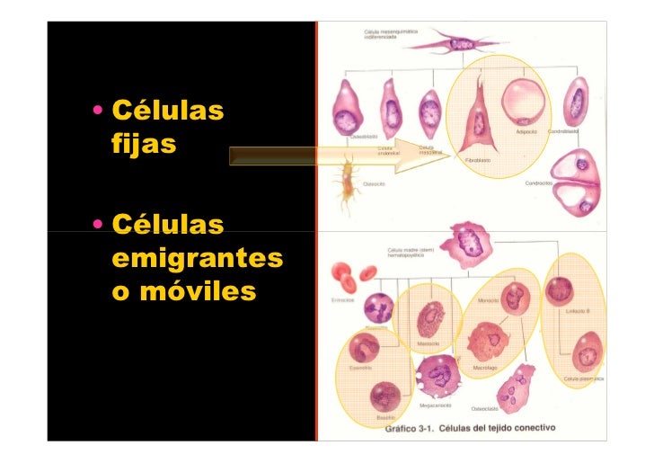 Tejido conjuntivo