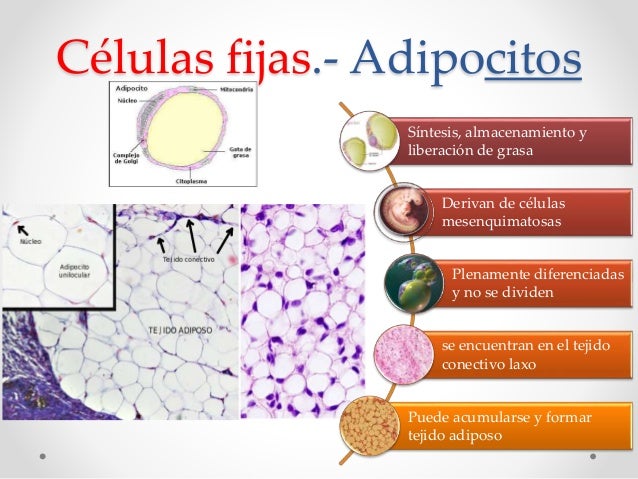 Histología Tejido conjuntivo o conectivo