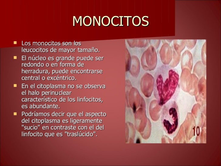 Que Son Los Monocitos En La Sangre es.slideshare.net