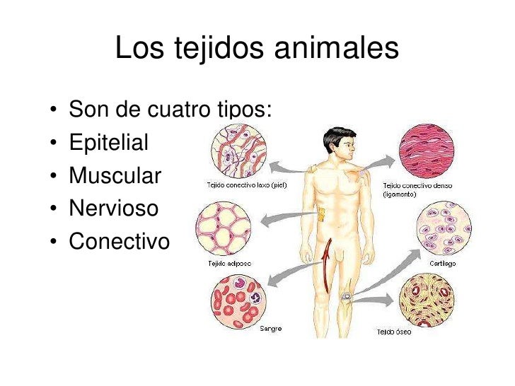Cuales Son Los Tejidos Basicos De Los Animales es.slideshare.net