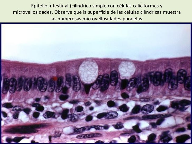 Tejidos epiteliales