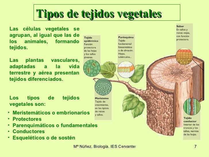tipos de tejidos vegetales las células vegetales se agrupan al tipos de tejidos vegetales las células vegetales se agrupan al