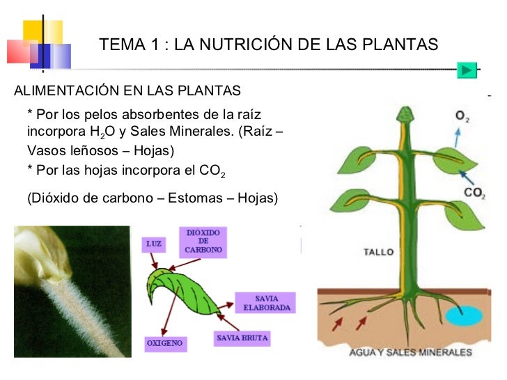 Tema 01 (La nutrición de las plantas)