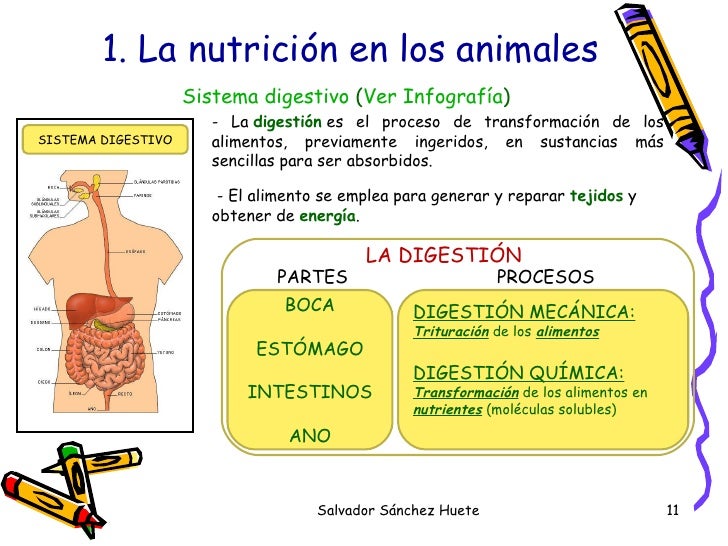 Tema1. La AlimentacióN En Los Animales