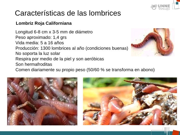 Por que medicinas curar a los parásitos