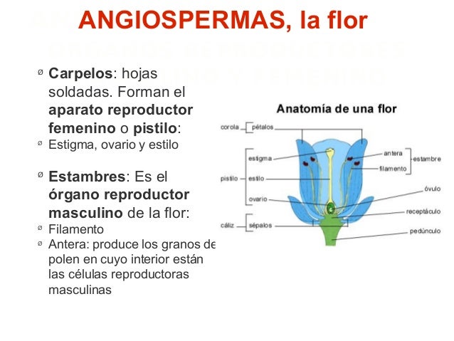 Tema10 LAS PLANTAS 1 ESO