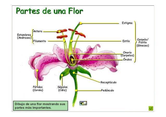 Tema 10 la flor