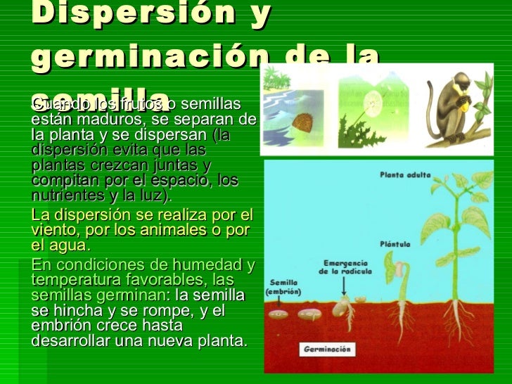 Tema 10 Las Plantas