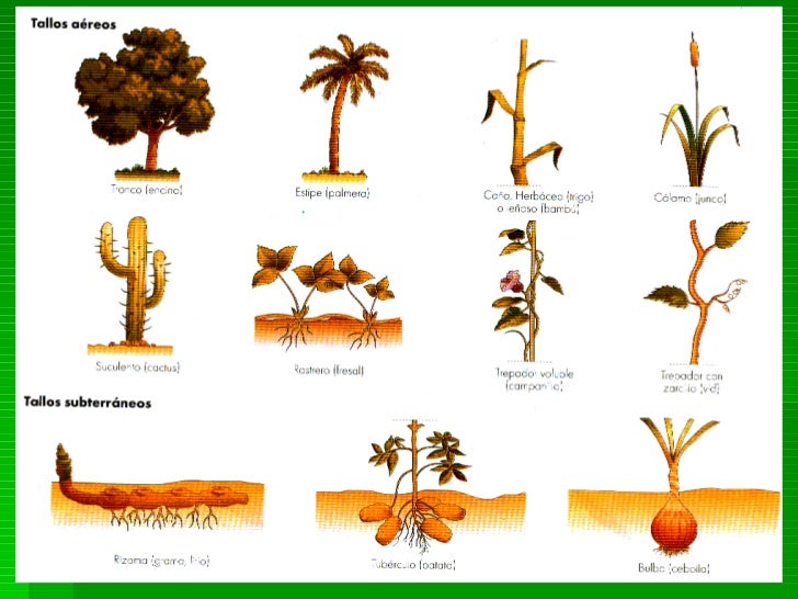 10 tipos De Plantas Imagui 10 tipos De Plantas Imagui