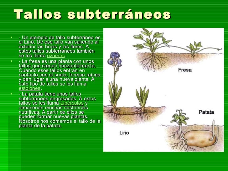 como ejemplos las plantas de tomate de trigo li ul como ejemplos las plantas de tomate de trigo li ul