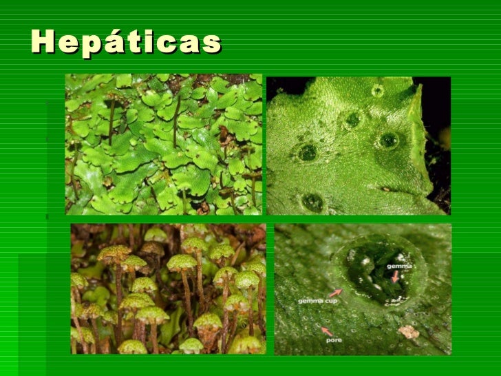 Tema 10 Las Plantas Tema 10 Las Plantas