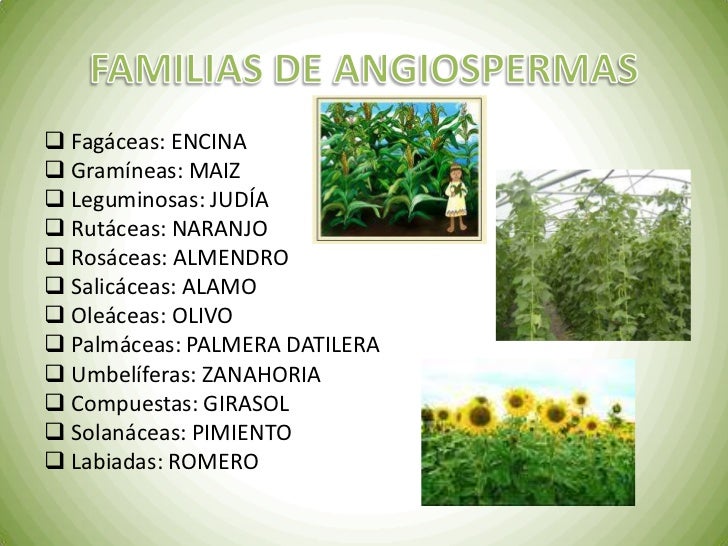 Tema 10 las plantas ed oxford 1º eso Tema 10 las plantas ed oxford 1º eso