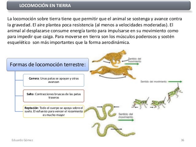 Tema 12 aparato locomotor