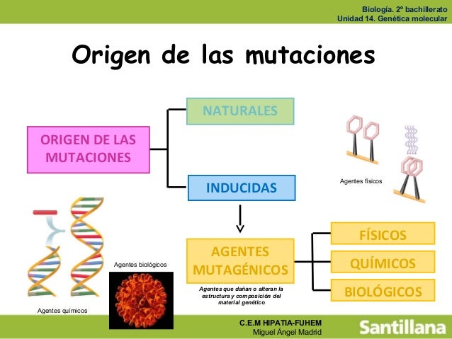 Tema 15. mutaciones