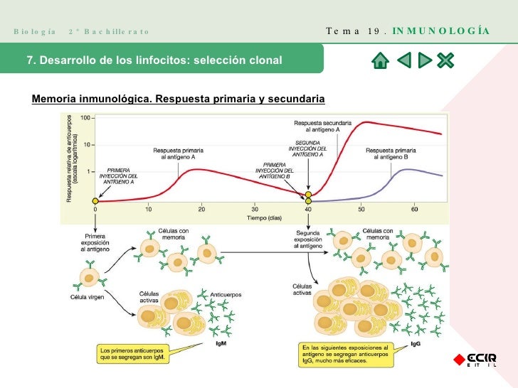 Biología  2º Bachillerato Tema 19.  INMUNOLOGÍA 7. Desarrollo de los linfocitos: selección clonal Memoria inmunológica. Re...