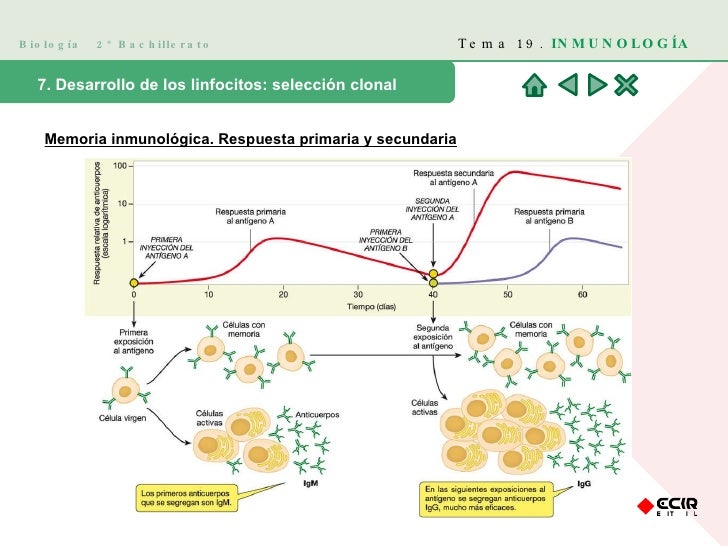 Biología 2º Bachillerato Tema 19. INMUNOLOGÍA 7. Desarrollo de los linfocitos: selección clonal Memoria inmunológica. Re...