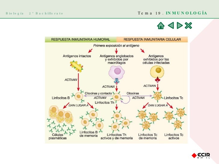 Biología 2º Bachillerato Tema 19. INMUNOLOGÍA