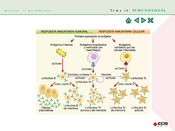 Biología  2º Bachillerato Tema 19.  INMUNOLOGÍA 