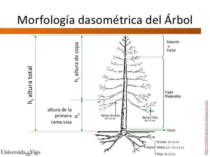 Medición de Diámetros y Alturas. Parte I