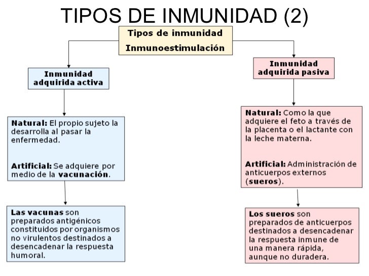 Tema 20 21 inmunologia