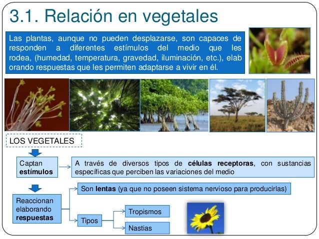3.1. Relación en vegetales
Las plantas, aunque no pueden desplazarse, son capaces de
responden a diferentes estímulos del ...