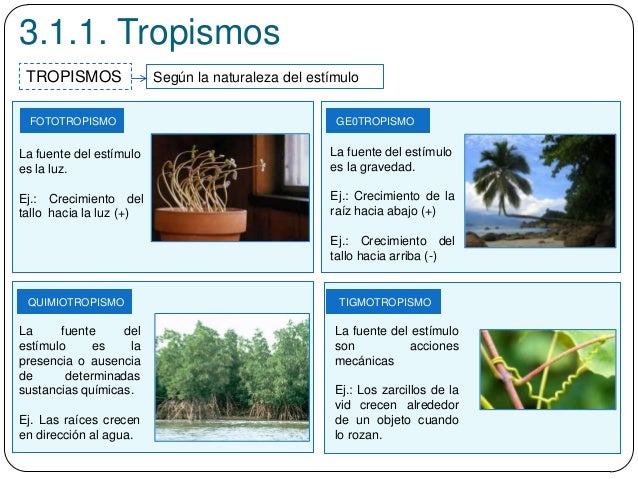 3.1.1. Tropismos
Según la naturaleza del estímuloTROPISMOS
TIGMOTROPISMO
FOTOTROPISMO GE0TROPISMO
QUIMIOTROPISMO
La fuente...
