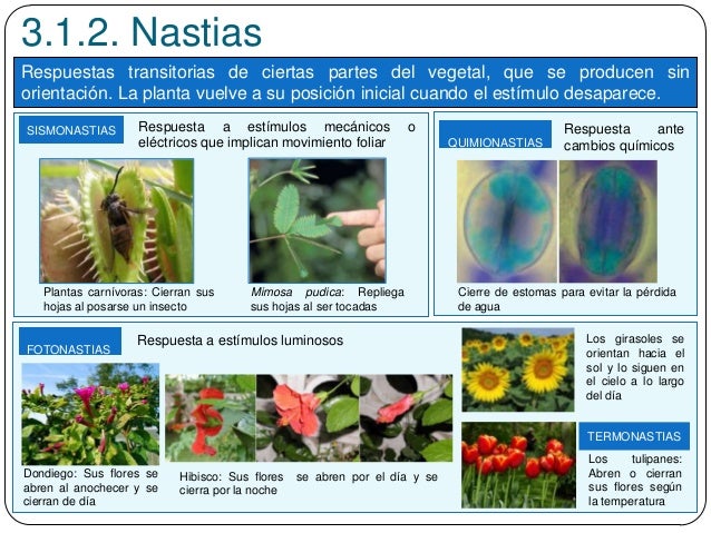 Respuestas transitorias de ciertas partes del vegetal, que se producen sin
orientación. La planta vuelve a su posición ini...