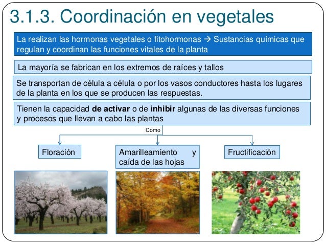 3.1.3. Coordinación en vegetales
La realizan las hormonas vegetales o fitohormonas  Sustancias químicas que
regulan y coo...