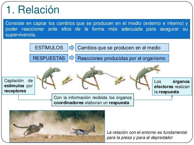 1. Relación
Consiste en captar los cambios que se producen en el medio (externo e interno) y
poder reaccionar ante ellos d...