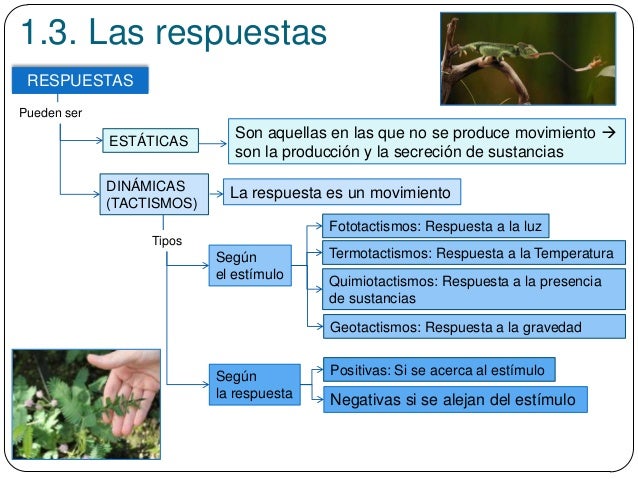 1.3. Las respuestas
RESPUESTAS
Negativas si se alejan del estímulo
Pueden ser
ESTÁTICAS
DINÁMICAS
(TACTISMOS)
Son aquellas...