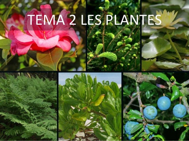 http://es.slideshare.net/jordimuletamengual/tema-2-les-plantes-41318125