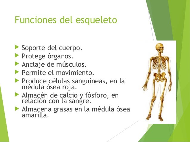 sistema Oseo en Anatomia