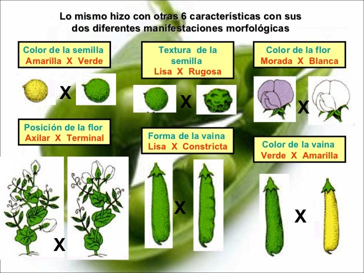 Tema 2 trabajos de mendel